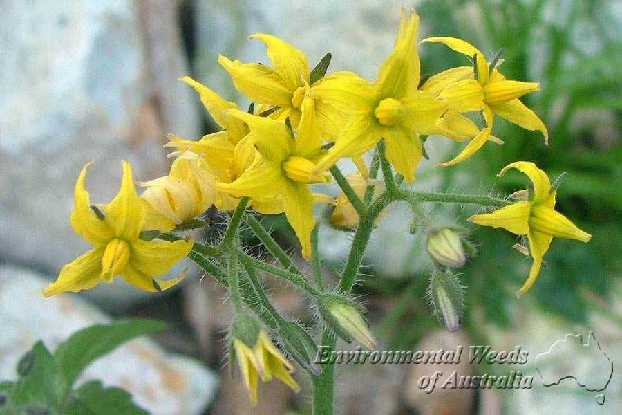Solanum cheesmaniae ، Wild Galápagos Tomato ، Tomatillo